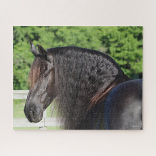 Puzzle Bob Langrish   Cabecera frisona en pie de caballo