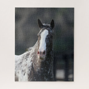 Puzzle Bob Langrish Captura de cabeza de Appaloosa
