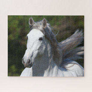Puzzle Bob Langrish   Captura de cabeza del Stallion de A