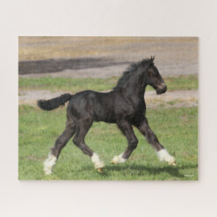 Puzzle Bob Langrish   Carrera de vainas gitanas negras