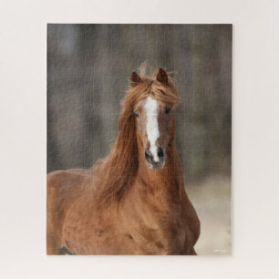 Puzzle Bob Langrish   Chestnut Hackney Headshot