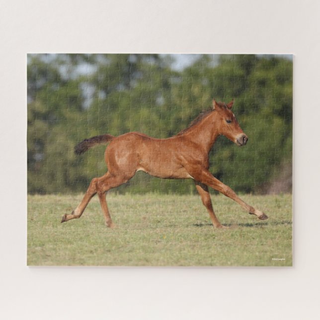 Puzzle Bob Langrish | Correr en el cuarto de castaño de l (Horizontal)