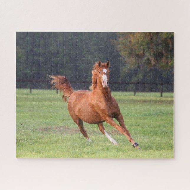 Puzzle Bob Langrish | Corriendo castaños en Oldenburg (Horizontal)