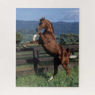 Puzzle Bob Langrish   Crianza de sementales árabes de ca