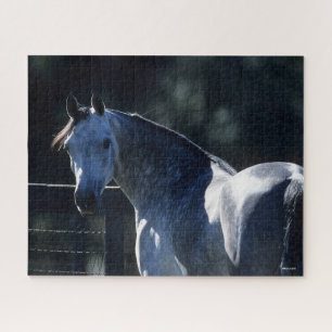 Puzzle Bob Langrish   Dapple Gray Arab Headshot Backlit