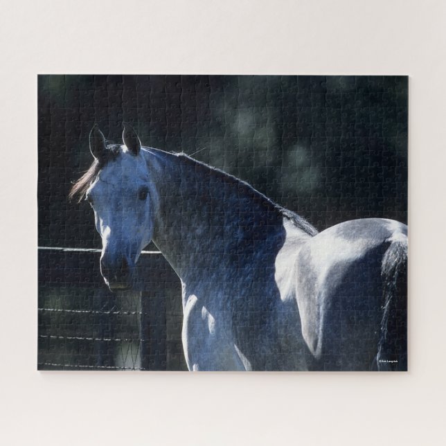 Puzzle Bob Langrish | Dapple Gray Arab Headshot Backlit (Horizontal)