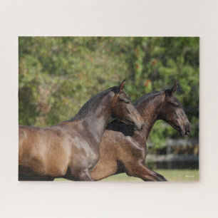 Puzzle Bob Langrish   Dos caballos marrones andaluces en