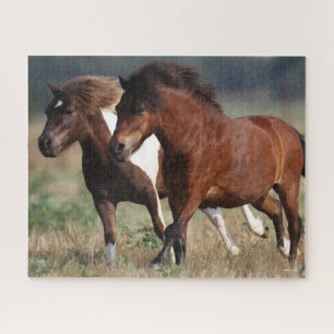 Puzzle Bob Langrish Dos Shetland Ponies Corriendo Juntos