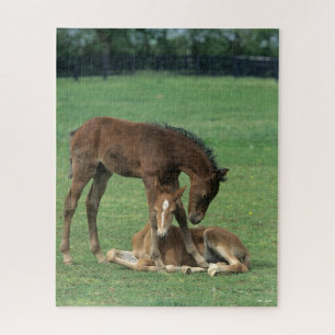 Puzzle Bob Langrish   Dos toros de caballos Morgan jugand