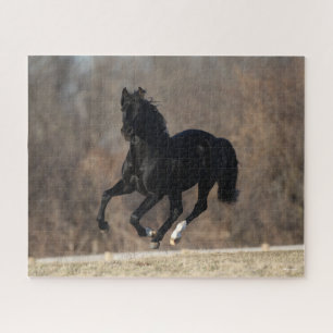 Puzzle Bob Langrish   Ejecución de Stallion andaluz negro
