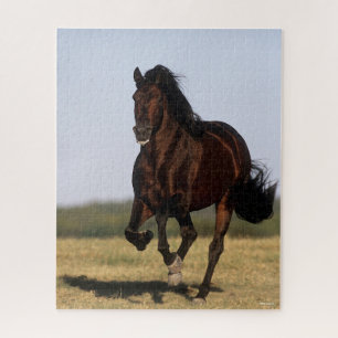 Puzzle Bob Langrish   Ejecución de Stallion andaluza