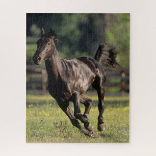 Puzzle Bob Langrish   Ejecución de Stallion Black Warmbl