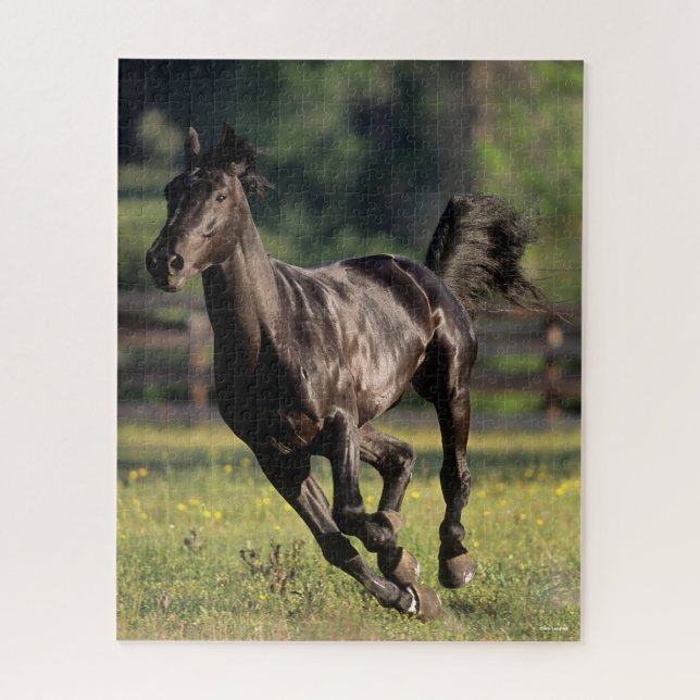 Puzzle Bob Langrish | Ejecución de Stallion Black Warmblo (Vertical)