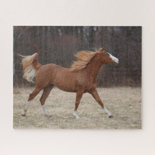 Puzzle Bob Langrish   Exceso de pintura de caballos en ca