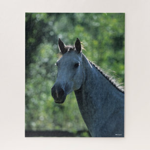 Puzzle Bob Langrish Gray Holandés Warmblood Headshot ilu