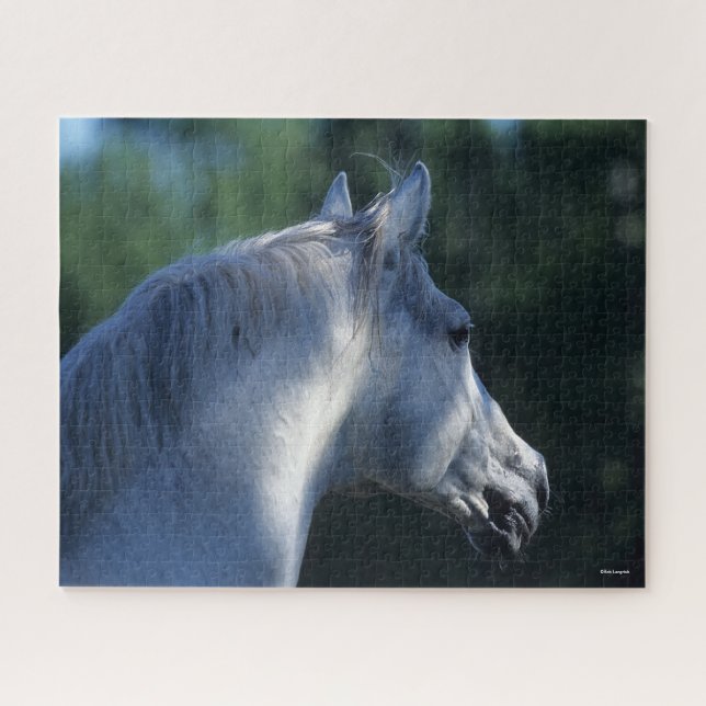 Puzzle Bob Langrish | Gray Trakehner Stallion Headshot (Horizontal)