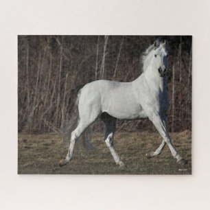 Puzzle Bob Langrish   Gris Andalucian Stallion Walking