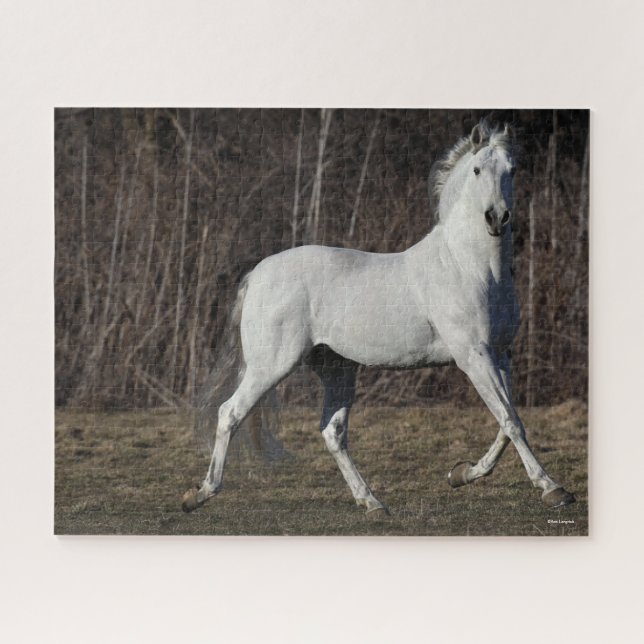 Puzzle Bob Langrish | Gris Andalucian Stallion Walking (Horizontal)