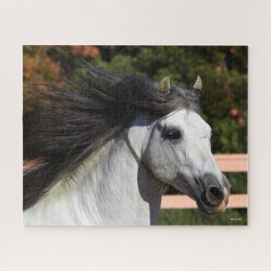 Puzzle Bob Langrish   Gris Andaluz Stallion Headshot 3