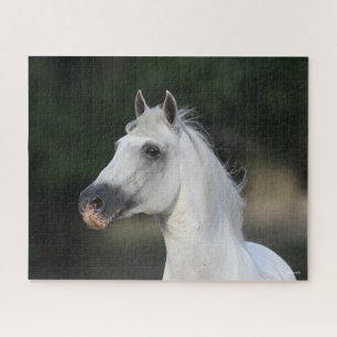 Puzzle Bob Langrish   Gris Andaluz Stallion Headshot 6