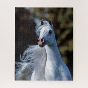 Puzzle Bob Langrish   Gris Arab Stallion Headshot