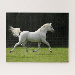 Puzzle Bob Langrish   Gris Arab Stallion Running