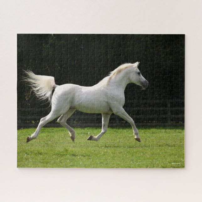 Puzzle Bob Langrish | Gris Arab Stallion Running (Horizontal)