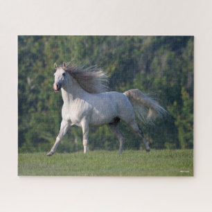 Puzzle Bob Langrish   Gris Lusitano Stallion Running