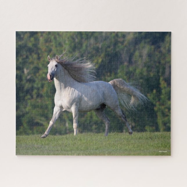 Puzzle Bob Langrish | Gris Lusitano Stallion Running (Horizontal)