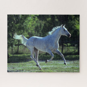 Puzzle Bob Langrish   Gris Thoroughbed Stallion Running
