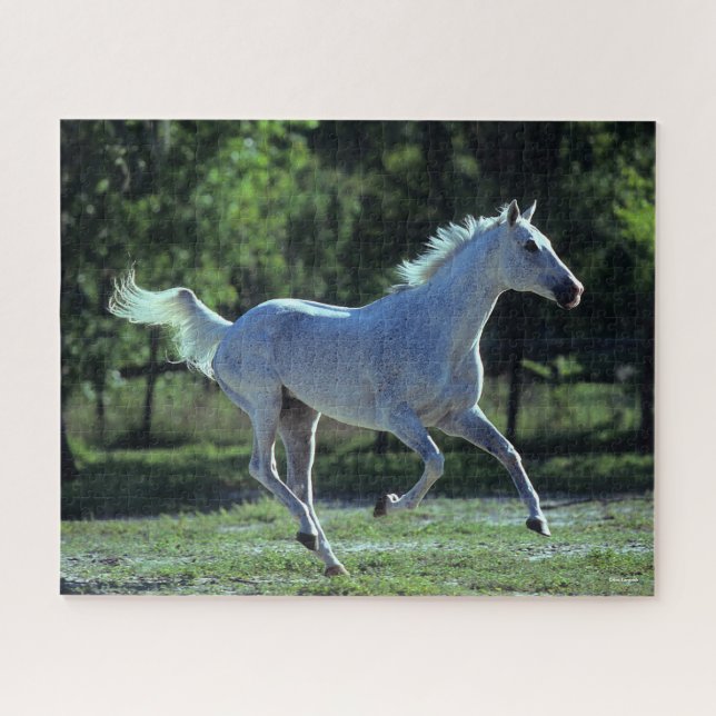 Puzzle Bob Langrish | Gris Thoroughbed Stallion Running (Horizontal)