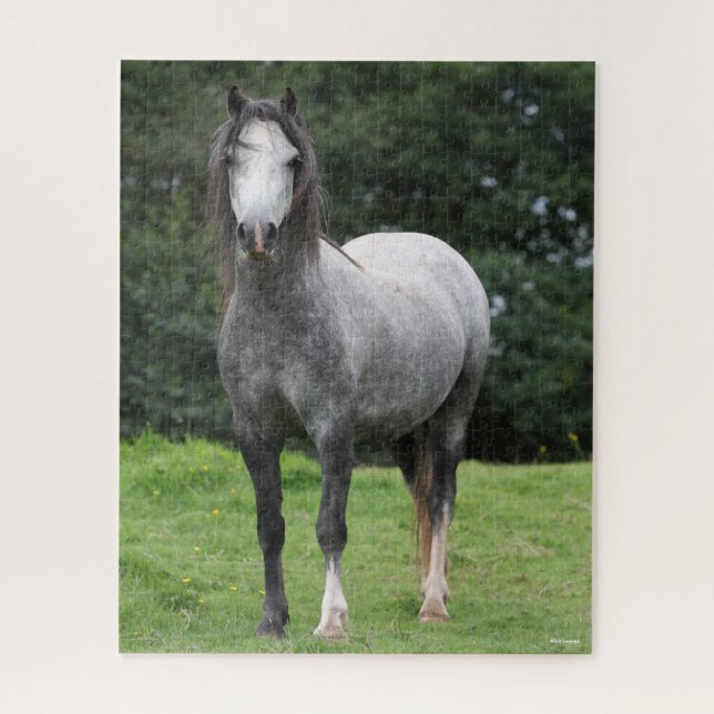 Puzzle Bob Langrish | Gris Welsh Pony Standing (Vertical)