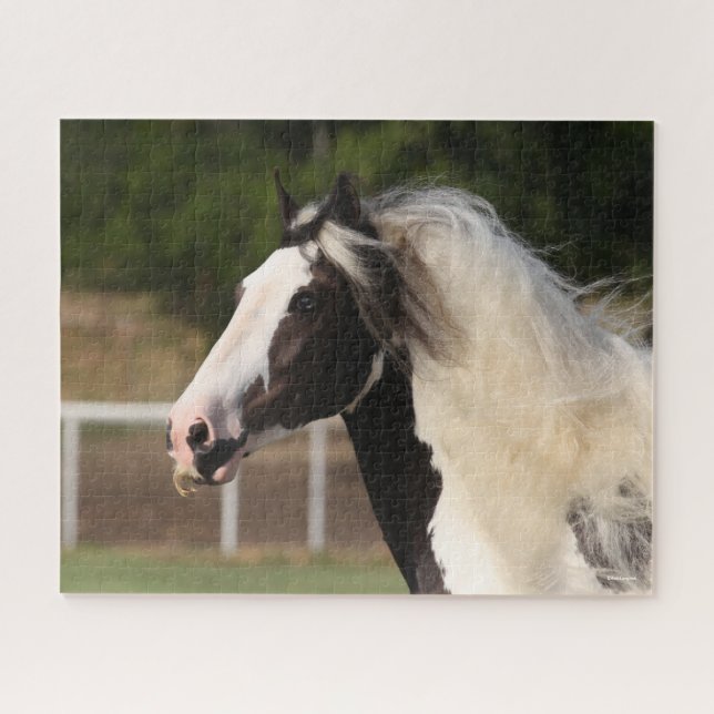 Puzzle Bob Langrish | Gypsy Vanner Headshot (Horizontal)
