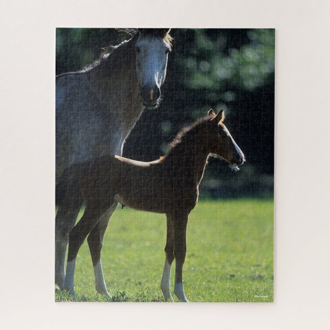 Puzzle Bob Langrish | Mare de Warmblood y retroiluminació (Vertical)