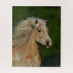 Puzzle Bob Langrish   Palomino Haflinger Headshot