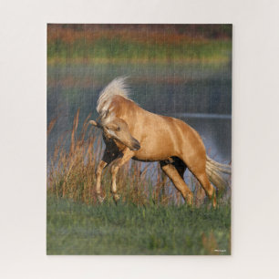 Puzzle Bob Langrish Palomino Lusitano Stallion Bucking