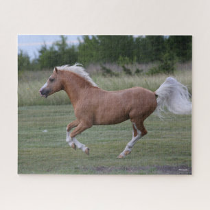 Puzzle Bob Langrish Palomino Welsh Pony Running