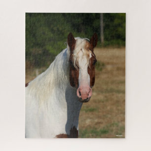 Puzzle Bob Langrish   Pinto Haflinger Caballo