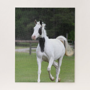 Puzzle Bob Langrish   Pinto Warmblood