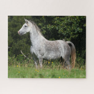 Puzzle Bob Langrish   Poniéndose en pie el rucio gris del