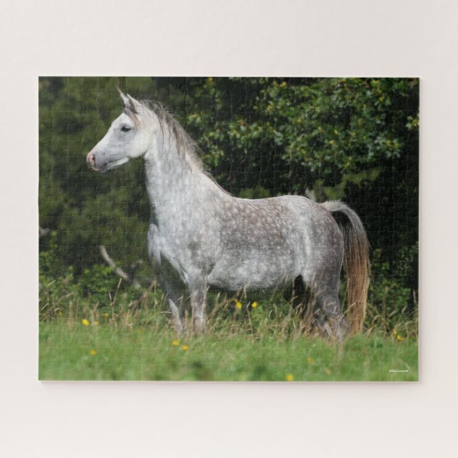 Puzzle Bob Langrish | Poniéndose en pie el rucio gris del (Horizontal)