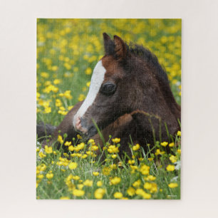 Puzzle Bob Langrish Pony Foal De Gales Descansa En Flor