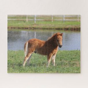 Puzzle Bob Langrish   Pony Foal Standing en miniatura