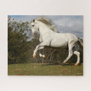 Puzzle Bob Langrish   Salto de Stallion andaluz gris