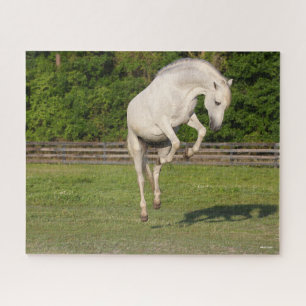 Puzzle Bob Langrish   Salto de Stallion andaluz gris