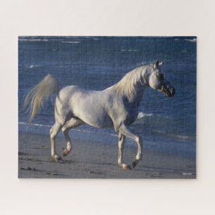 Puzzle Bob Langrish   Stallion Árabe Gris Caminando En La