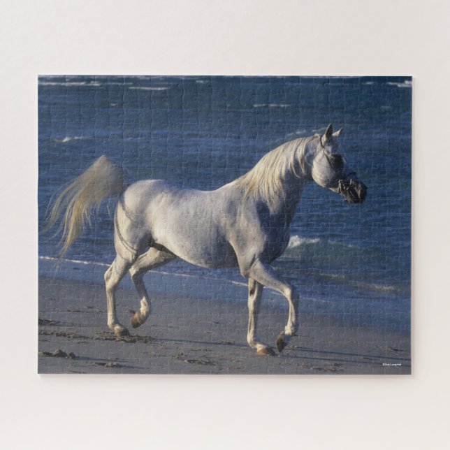 Puzzle Bob Langrish | Stallion Árabe Gris Caminando En La (Horizontal)