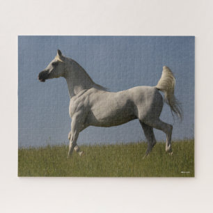 Puzzle Bob Langrish   Stallion Árabe Gris En Campo
