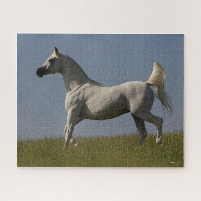 Puzzle Bob Langrish | Stallion Árabe Gris En Campo (Horizontal)