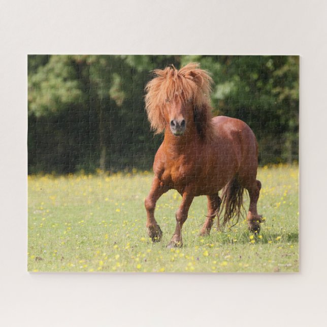 Puzzle Bob Langrish | Stallion de Chestnut Shetland Pony (Horizontal)